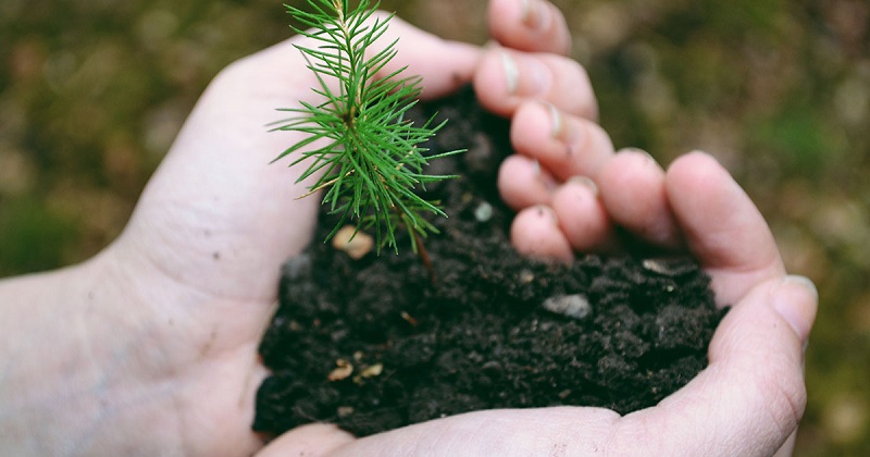 Herbs to help support a healthy and happy heart