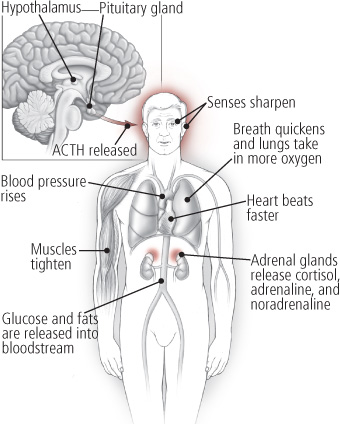 Can the stress of the World Series affect your heart?